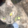 Photo 4: My cat, Frodo! 