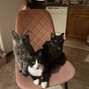 Photo 6: These are all of my cats, they’re siblings