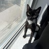 Photo 9: Nala manages the apartments pest control division.