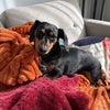 Photo 4: My mini dachshund Bugaboo. He is very sweet and loves to cuddle.