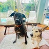 Photo 7: The dogs in question (I door dogs)