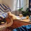 Photo 2: Our cat, Cheese