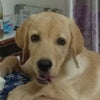 Photograph of Ayu