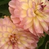 Photograph of Lolob555