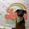 Photo 7: Dog on Property