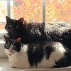 Photo 2: These two are inseparable