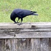 Photo 5: Lots of creatures in the yard