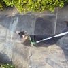 Photo 2: I like to bring nounou outside on walks for enrichment time :) 
