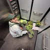 Photo 3: I’m an excellent gardener and plant owner 