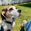 Photo 2: My pup Webster