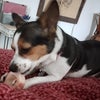 Photo 2: Snickers
