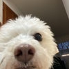 Photo 8: BUDDY AGAIN!!!