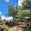 Photo 9: large yard with views