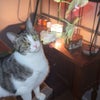 Photo 2: This is my baby. I can't live without. She sleep with me every night.   