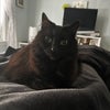Photo 2: Luna, Medium Hair Cat, 10 years old