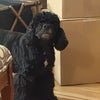 Photo 2: Tucker, Friendly & Well-trained Cocker Spaniel