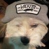 Photograph of Beanie