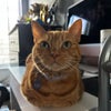 Photo 3: This is Carrot! Id love to keep her but not a deal breaker. 