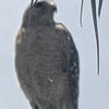 Photograph of Sueleen