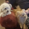 Photo 12: Very spoiled!