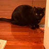 Photo 5: Morpheas (my roommate’s cat). 