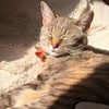 Photo 6: My cat Melissa 