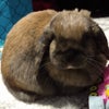Photograph of Acorn's Official Channel