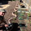 Photo 7: Planting tomatoes