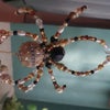 Photograph of Bunni