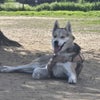 Photo 3: Dexter husky mix