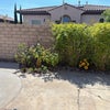 Photo 8: Back yard