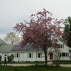 Photo 6: House and Barn with Japanese Crab Apple Tree