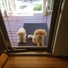 Photo 5: Pets