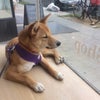 Photo 3: Little Dog
