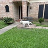 Photo 3: June 2026, Front port and my dog Luna.