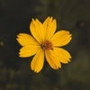 Photograph of berna