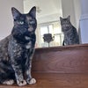 Photo 8: bean and smore