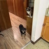 Photo 4: Jackson and Prince asking for dinner