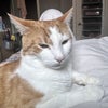 Photo 2: my male cat (Baby)2yrs