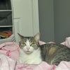 Photo 3: my female cat (Pretty Girl)2yrs