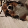 Photo 2: My pomchi " bella"
