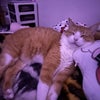 Photo 2: my silly cat cleo!