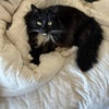 Photo 3: My cat Paws