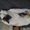 Photo 3: My kitty