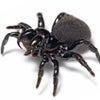 Photograph of TheSpiderKing324 