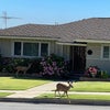 Photo 4: Nextdoor was grazed with Deers