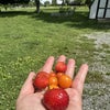 Photo 8: fresh vegetables
