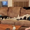 Photo 5: Living room with bonus roommates