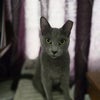 Photo 3: My 2-year-old cat, Jade.