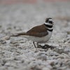 Photograph of Mitra